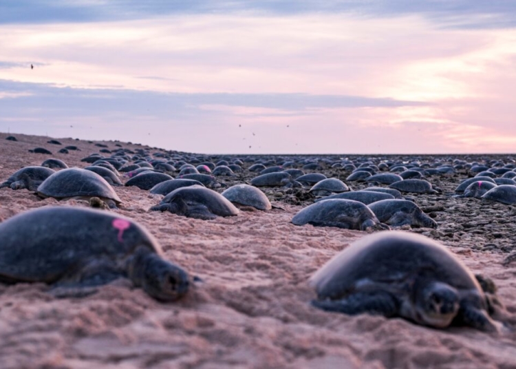 Популацията на зелената костенурка се оказа двойно по-голяма от очакваното