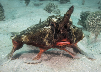 (Снимка от Caribbean Reef Life)