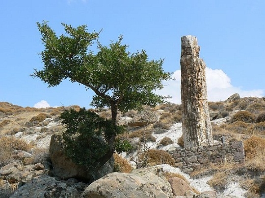 Вкаменено дърво на 20 млн. години откриха на о-в Лесбос 1 Вкаменено дърво на 20 млн. години откриха на о-в Лесбос