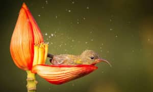 ptica nektarnica cvetna banja