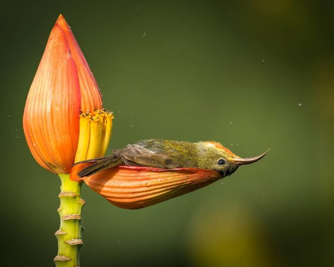 ptica nektarnica cvetna banja1