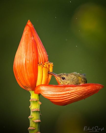 ptica nektarnica cvetna banja2