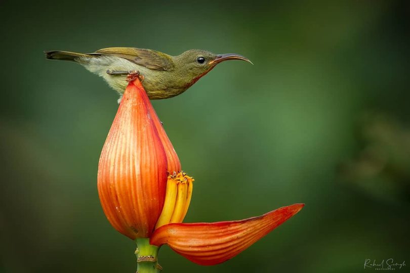 ptica nektarnica cvetna banja4