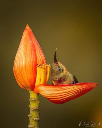 ptica nektarnica cvetna banja5