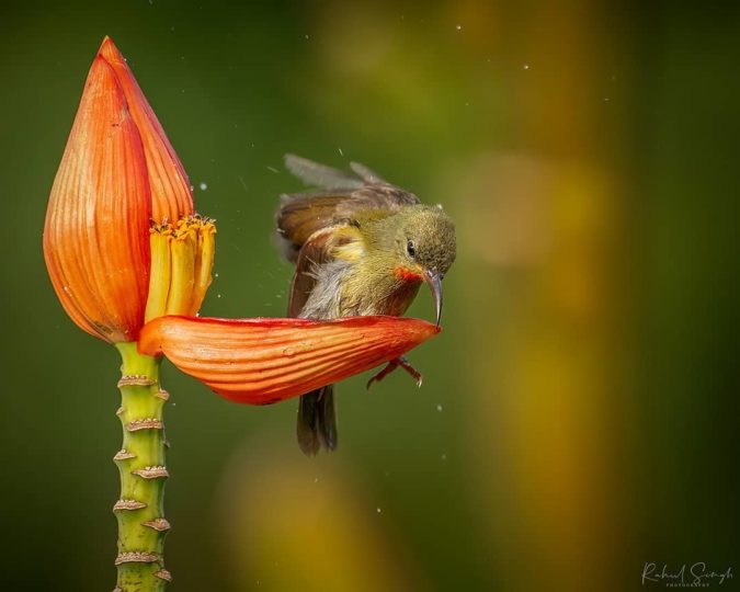 ptica nektarnica cvetna banja6