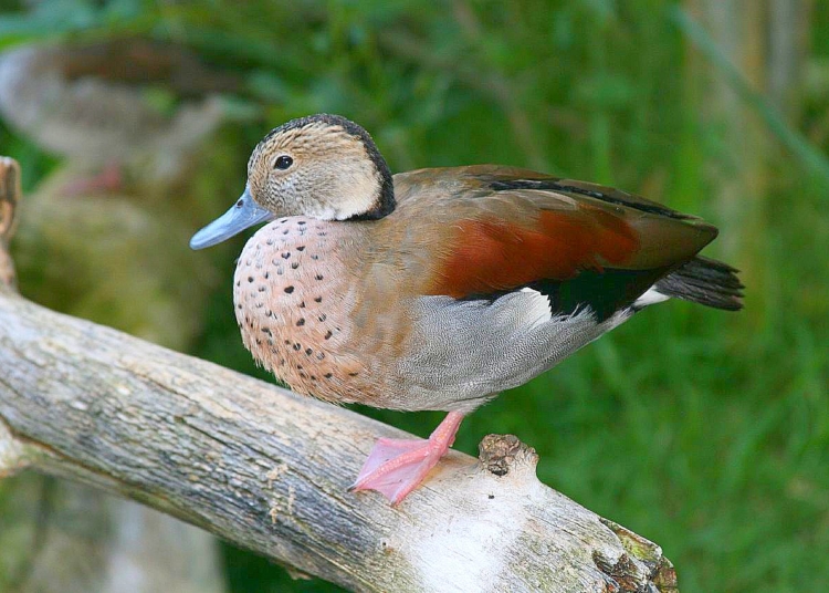 Южноамериканска патица долетя в Панчарево 1 Южноамериканска патица долетя в Панчарево