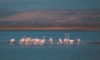 Група фламинго в Поморийското езеро (снимка: "Моето Поморие")
