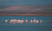Група фламинго в Поморийското езеро (снимка: "Моето Поморие")