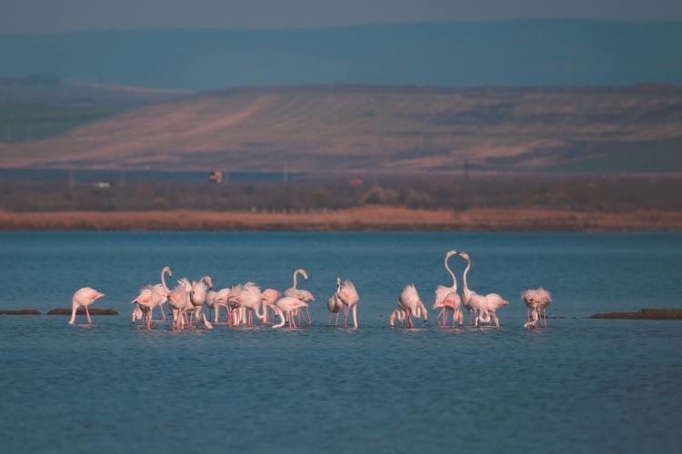 Преоткрийте полуостров Поморие – неговите древен произход и богата природа (продължение) 1 Преоткрийте полуостров Поморие – неговите древен произход и богата природа (продължение)