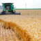 Комбайн преминава през стъбла от мека червена зимна пшеница по време на жътва във ферма в Диксън, Илинойс, на 16 юли 2013 г. (снимка: "Ройтерс"/Джим Ян)