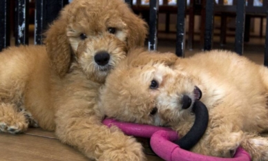 Бум на клонирани домашни любимци в Китай 1 Бум на клонирани домашни любимци в Китай