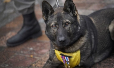 Франция почете с мемориал постиженията на военни кучета