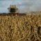 Комбайн жъне пшеница в поле край село Згуривка, Киевска област, Украйна, 9 август 2022 г. (снимка: Viacheslav Musiienko/Reuters)