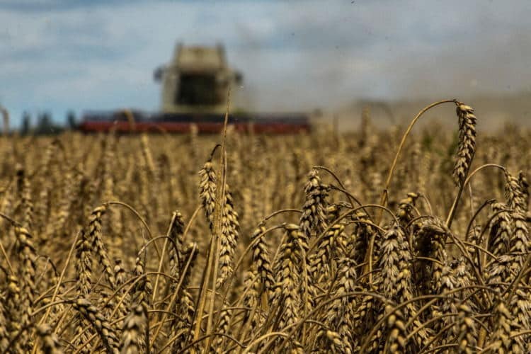 Комбайн жъне пшеница в поле край село Згуривка, Киевска област, Украйна, 9 август 2022 г. (снимка: Viacheslav Musiienko/Reuters)