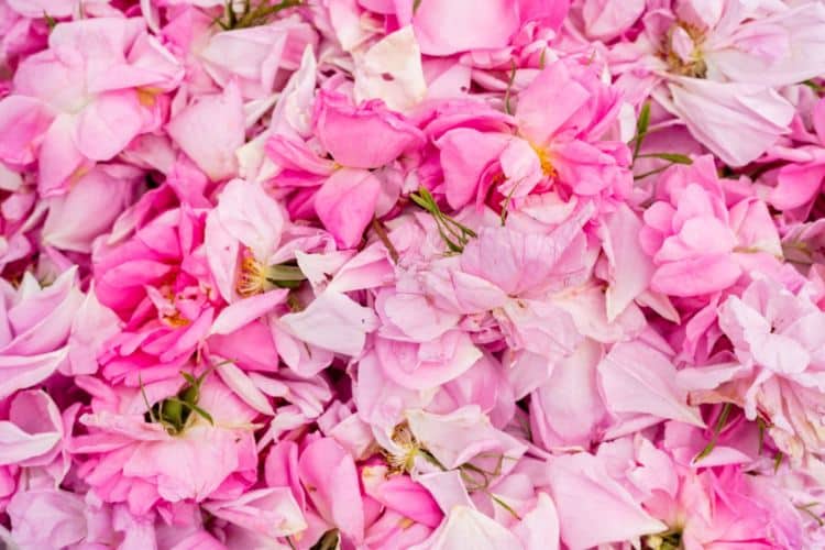 Розов цвят (снимка: Емил Рашковски/Епок Таймс България)