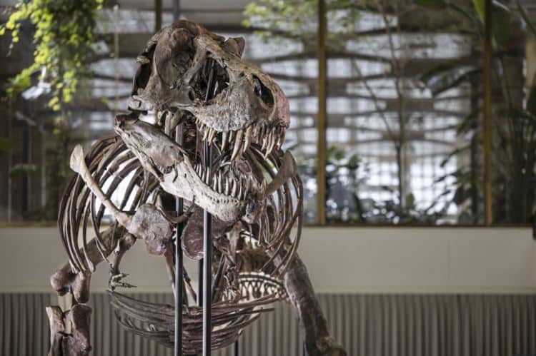id5203057 tyrannosaurus rex skeleton 1200x798 1