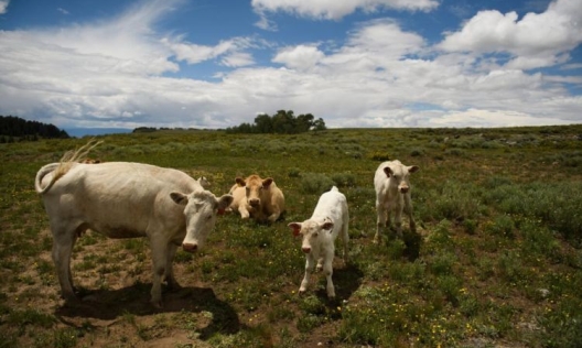 Крави с техните телета