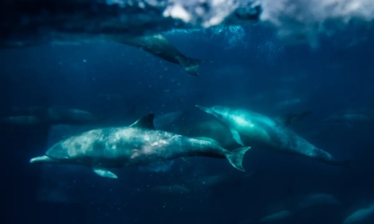 Делфини плуват в близост до корабче за наблюдение на китове, управлявано от Capt. Dave's Whale Watching Tours, във водите на пристанище Дана Пойнт, Калифорния, на 7 април 2022 г. (Джон Фредерикс/The Epoch Times)
