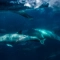 Делфини плуват в близост до корабче за наблюдение на китове, управлявано от Capt. Dave's Whale Watching Tours, във водите на пристанище Дана Пойнт, Калифорния, на 7 април 2022 г. (Джон Фредерикс/The Epoch Times)
