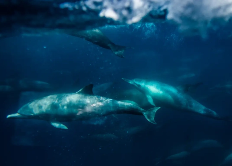 Движението „Права на океана“ иска океаните и реките да имат статут на личности и адвокати 1 Делфини плуват в близост до корабче за наблюдение на китове, управлявано от Capt. Dave's Whale Watching Tours, във водите на пристанище Дана Пойнт, Калифорния, на 7 април 2022 г. (Джон Фредерикс/The Epoch Times)