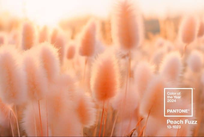 pantone coy2024 wallpaper download fieldofdream1 e170257893 1