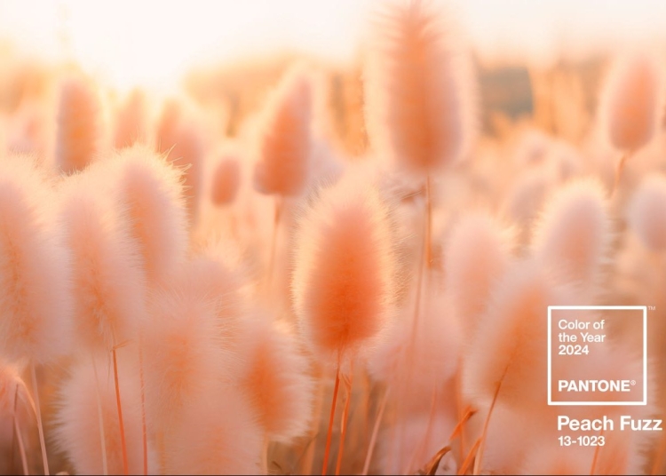 Цветът на 2024 година ще бъде Peach Fuzz 1 pantone coy2024 wallpaper download fieldofdream1 e170257893 1