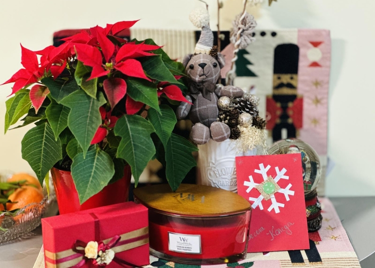 Коледната звезда – история и грижа