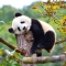 Мече панда (Pinterest)