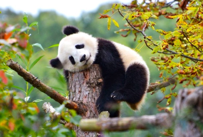 panda na darvo