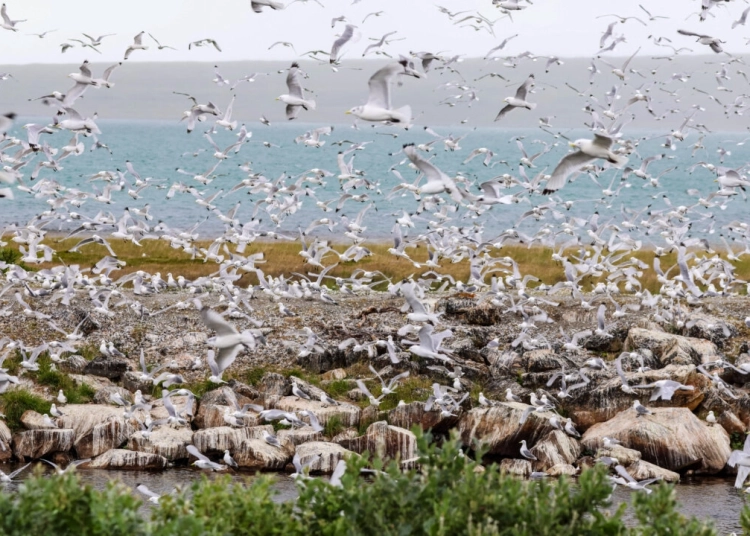 СЗО алармира за риск от разпространение на птичи грип сред хората