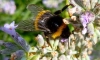 Земна пчела опрашва лавандула (снимки Елисавета Кожухарова)