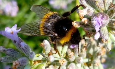 Проф. дбн Екатерина Кожухарова: Глобалното изчезване на опрашителите изисква обединени усилия на цялото общество 1 Проф. дбн Екатерина Кожухарова: Глобалното изчезване на опрашителите изисква обединени усилия на цялото общество