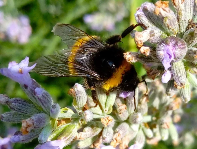 Земна пчела опрашва лавандула (снимки Елисавета Кожухарова)