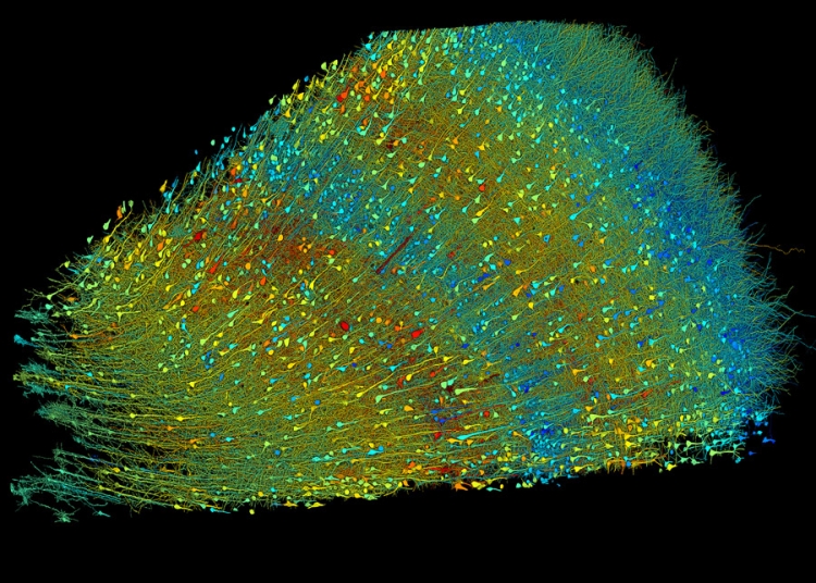Вижте човешкия мозък както никога досега 1 Вижте човешкия мозък както никога досега