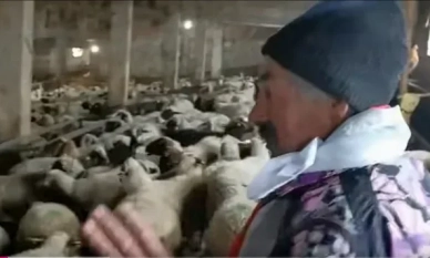 1700 овце са заплашени от евтаназия във Велинград 1 1700 овце са заплашени от евтаназия във Велинград