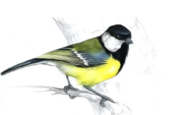 Годишната изложба на Дружеството на анималисти, флористи и научни илюстратори отвори врати в Пловдив