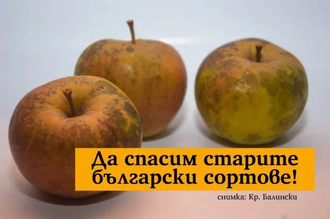 Българските фермери алармират за заплаха за старите и местни сортове семена 1 Българските фермери алармират за заплаха за старите и местни сортове семена