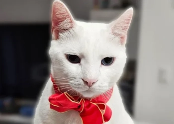 Котаракът Нино. Деси Иванова/Епок Таймс България