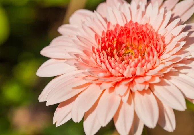 close up macro flower