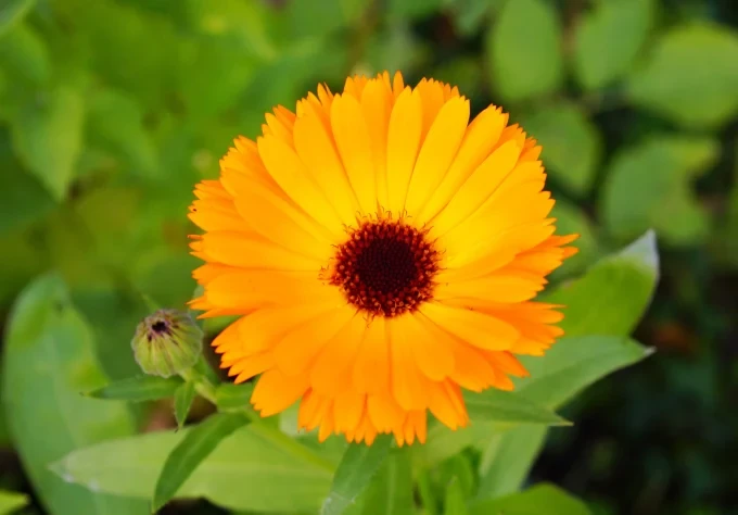 closeup shot beautiful yellow petaled african daisy flower