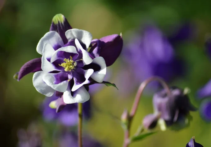 common columbine 8755584 1920