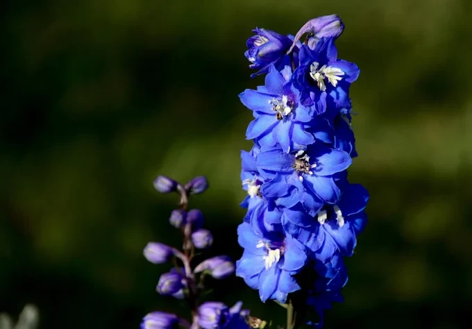 delphinium 4835630 1920