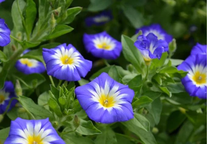 garden with blooming morning glory flowers flowering