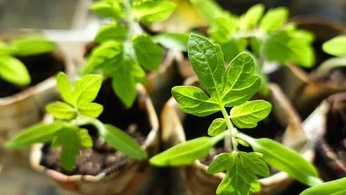 Време е за разсад! Подготовка за градинския сезон 1 Време е за разсад! Подготовка за градинския сезон