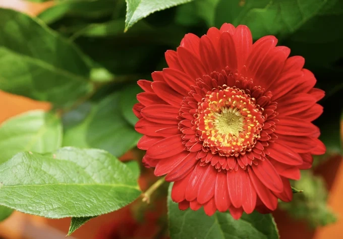 selective focus view beautiful red gerbera flower with blurred background 1