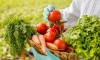 woman holding basket full vegetables close up