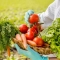 woman holding basket full vegetables close up