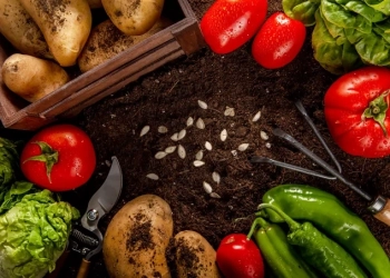 top view veggies with seeds salad