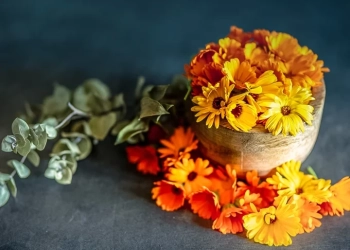 Невен: билка и цвете – ползи в градината и за здравето 6 dsc0525151