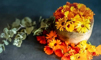 Невен: билка и цвете – ползи в градината и за здравето 1 Невен: билка и цвете – ползи в градината и за здравето